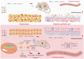 Graphical abstract: Pectic oligosaccharides ameliorate high-fat diet-induced obesity and hepatic steatosis in association with modulating gut microbiota in mice