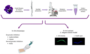 Graphical abstract: Lipid lowering and anti-ageing effects of edible flowers of Viola x wittrockiana Gams in a Caenorhabditis elegans obese model