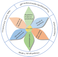 Graphical abstract: A review of the functional activities of chia seed and the mechanisms of action related to molecular targets