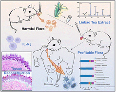 Graphical abstract: A local dark tea – Liubao tea – extract exhibits remarkable performance in oral tissue regeneration, inflammation relief and oral microbiota reconstruction