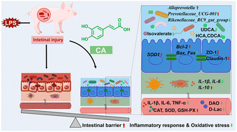 Graphical abstract: Caffeic acid supplementation ameliorates intestinal injury by modulating intestinal microbiota in LPS-challenged piglets