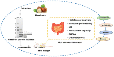 Graphical abstract: Effects of hazelnut protein isolate-induced food allergy on the gut microenvironment in a BALB/c mouse model