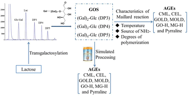 Graphical abstract: Galactooligosaccharides in infant formulas: Maillard reaction characteristics and influence on formation of advanced glycation end products