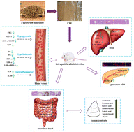 Graphical abstract: Fagopyrum tataricum ethanol extract ameliorates symptoms of hyperglycemia by regulating gut microbiota in type 2 diabetes mellitus mice