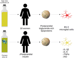 Graphical abstract: Bioactive compounds in pomace olive oil modulate the inflammatory response elicited by postprandial triglyceride-rich lipoproteins in BV-2 cells