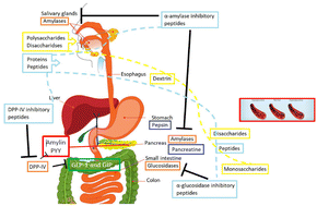 Graphical abstract: Protein-based nutritional strategies to manage the development of diabetes: evidence and challenges in human studies