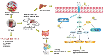 Graphical abstract: Hypoglycemic effect of Nitraria tangutorum fruit by inhibiting glycosidase and regulating IRS1/PI3K/AKT signalling pathway and its active ingredient identification by UPLC-MS