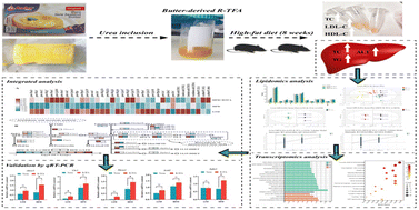 Graphical abstract: Integration of hepatic lipidomics and transcriptomics reveals the effect of butter-derived ruminant trans fatty acids on lipid metabolism in C57BL/6J mice