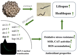 Graphical abstract: Hypsizygus marmoreus extract exhibited antioxidant effects to promote longevity and stress resistance in Caenorhabditis elegans