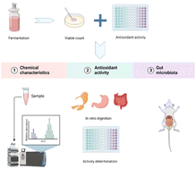 Graphical abstract: Lactobacillus co-fermentation of Cerasus humilis juice alters chemical properties, enhances antioxidant activity, and improves gut microbiota