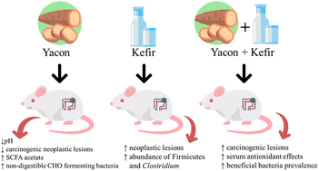 Graphical abstract: Functional effects of yacon (Smallanthus sonchifolius) and kefir on systemic inflammation, antioxidant activity, and intestinal microbiome in rats with induced colorectal cancer