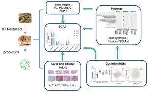 Graphical abstract: Lactobacillus fermentum CKCC1858 alleviates hyperlipidemia in golden hamsters on a high-fat diet via modulating gut microbiota