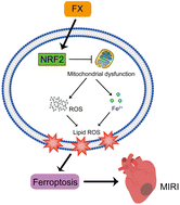 Graphical abstract: Fucoxanthin alleviated myocardial ischemia and reperfusion injury through inhibition of ferroptosis via the NRF2 signaling pathway