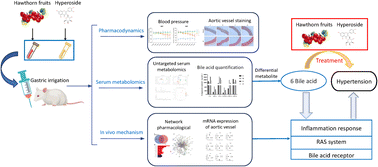 Graphical abstract: Study on the hypotensive effect and mechanism of hawthorn (Crataegus pinnatifida) fruits and hyperoside in spontaneously hypertensive rats