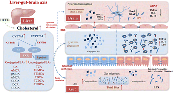 Graphical abstract: Water extract of goji berries improves neuroinflammation induced by a high-fat and high-fructose diet based on the bile acid-mediated gut–brain axis pathway