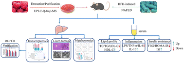 Graphical abstract: Exploring the potential mechanism of Rubus corchorifolius L. fruit polyphenol-rich extract in mitigating non-alcoholic fatty liver disease by integration of metabolomics and transcriptomics profiling