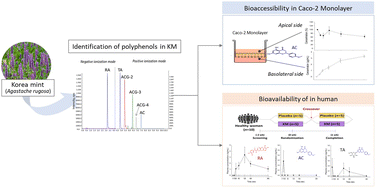 Graphical abstract: Bioavailability of Korean mint (Agastache rugosa) polyphenols in humans and a Caco-2 cell model: a preliminary study exploring the efficacy