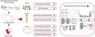 Graphical abstract: Xylooligosaccharides from corn cobs alleviate loperamide-induced constipation in mice via modulation of gut microbiota and SCFA metabolism