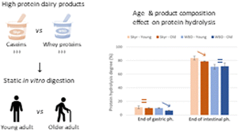 Graphical abstract: In vitro digestion of two protein-rich dairy products in the ageing gastrointestinal tract