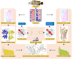 Graphical abstract: Comparison of the taste mechanisms of umami and bitter peptides from fermented mandarin fish (Chouguiyu) based on molecular docking and electronic tongue technology