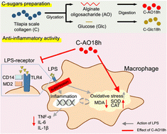 Graphical abstract: Maillard-type glycated collagen with alginate oligosaccharide suppresses inflammation and oxidative stress by attenuating the expression of LPS receptors Tlr4 and Cd14 in macrophages