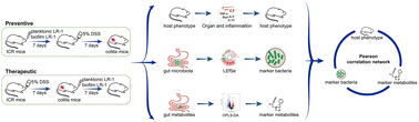 Graphical abstract: Lactiplantibacillus biofilm and planktonic cells ameliorate ulcerative colitis in mice via immunoregulatory activity, gut metabolism and microbiota modulation