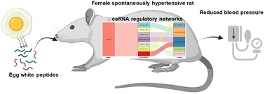 Graphical abstract: Egg white protein hydrolysate decreased blood pressure via the competing endogenous RNA regulatory networks in female spontaneously hypertensive rats