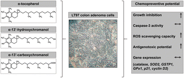 Graphical abstract: Chemopreventive effects of α-tocopherol and its long-chain metabolites α-13′-hydroxy- and α-13′-carboxychromanol in LT97 colon adenoma cells