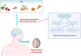 Graphical abstract: Unveiling the influence of daily dietary patterns on brain cortical structure: insights from bidirectional Mendelian randomization