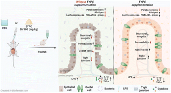 Graphical abstract: Egg yolk phosphatidylcholine alleviates DSS-induced colitis in BALB/c mice