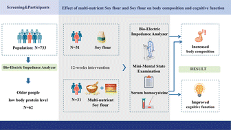 Graphical abstract: Effect of dietary supplementation with multinutrient soy flour on body composition and cognitive function in elderly individuals at the risk of low protein: a randomized, double-blind, placebo-controlled study