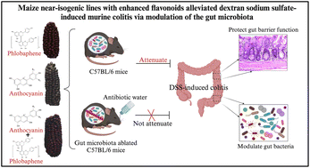 Graphical abstract: Maize near-isogenic lines with enhanced flavonoids alleviated dextran sodium sulfate-induced murine colitis via modulation of the gut microbiota