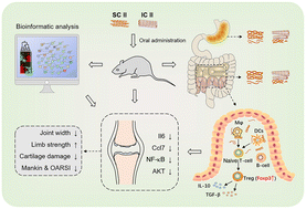 Graphical abstract: Differences between soluble and insoluble undenatured type II collagen in improving osteoarthritis in rats and their potential mechanisms