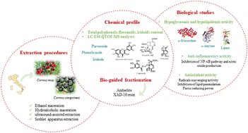 Graphical abstract: Iridoid- and flavonoid-enriched fractions of Cornus sanguinea and Cornus mas exert antioxidant and anti-inflammatory effects and inhibit key enzymes in the treatment of metabolic disorders