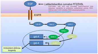 Graphical abstract: Latilactobacillus curvatus FFZZH5L isolated from pickled cowpea enhanced antioxidant activity in Caenorhabditis elegans by upregulating the level of glutathione S-transferase