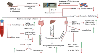 Graphical abstract: Probiotic and prebiotic supplementation ameliorates chronic restraint stress-induced male reproductive dysfunction