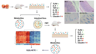 Graphical abstract: Apple consumption affects cecal health by regulating 12S-hydroxy-5Z,8Z,10E,14Z-eicosatetraenoic acid (12(S)-HETE) levels through modifying the microbiota in rats