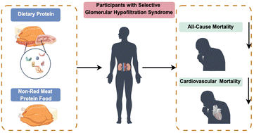 Graphical abstract: Association between adequate dietary protein and all-cause and cardiovascular mortality in patients with selective glomerular hypofiltration syndrome