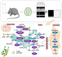 Graphical abstract: Astaxanthin alleviates ganglioside metabolism disorder in the cortex of Alzheimer's disease mice