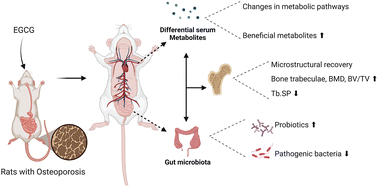 Graphical abstract: Epigallocatechin gallate alleviates osteoporosis by regulating the gut microbiota and serum metabolites in rats
