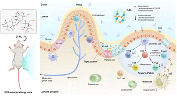 Graphical abstract: 2′-Fucosyllactose alleviates OVA-induced food allergy in mice by ameliorating intestinal microecology and regulating the imbalance of Th2/Th1 proportion