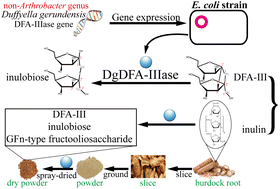 Graphical abstract: Innovative application of a novel di-d-fructofuranose 1,2′:2,3′-dianhydride hydrolase (DFA-IIIase) from Duffyella gerundensis A4 to burdock root to improve nutrition