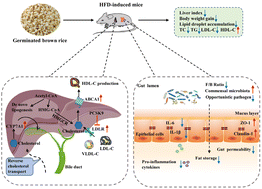 Graphical abstract: Whole grain germinated brown rice intake modulates the gut microbiota and alleviates hypertriglyceridemia and hypercholesterolemia in high fat diet-fed mice