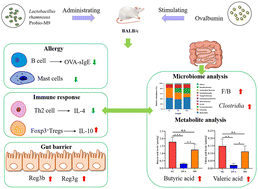 Graphical abstract: Lactobacillus rhamnosus Probio-M9 alleviates OVA-sensitized food allergy through modulating gut microbiota and its metabolism