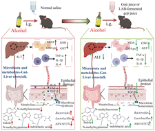 Graphical abstract: Lactic acid fermentation of goji berries (Lycium barbarum) prevents acute alcohol liver injury and modulates gut microbiota and metabolites in mice