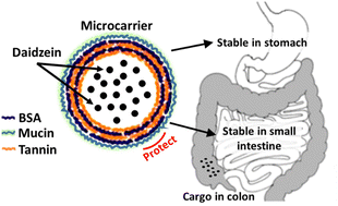 Graphical abstract: Mucin coated protein-polyphenol microcarriers for daidzein delivery