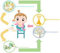 Graphical abstract: Comparative evaluation of enriched formula milk powder with OPO and MFGM vs. breastfeeding and regular formula milk powder in full-term infants: a comprehensive study on gut microbiota, neurodevelopment, and growth