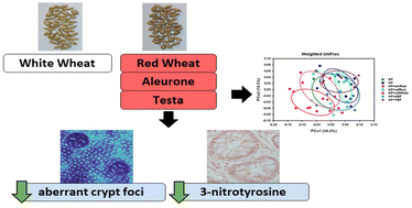 Graphical abstract: Effect of red wheat, aleurone, and testa layers on colon cancer biomarkers, nitrosative stress, and gut microbiome composition in rats