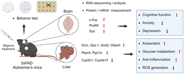 Graphical abstract: Oligonol ameliorates liver function and brain function in the 5 × FAD mouse model: transcriptional and cellular analysis