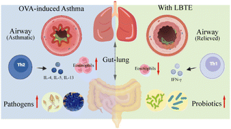 Graphical abstract: Liubao tea extract ameliorates ovalbumin-induced allergic asthma by regulating gut microbiota in mice